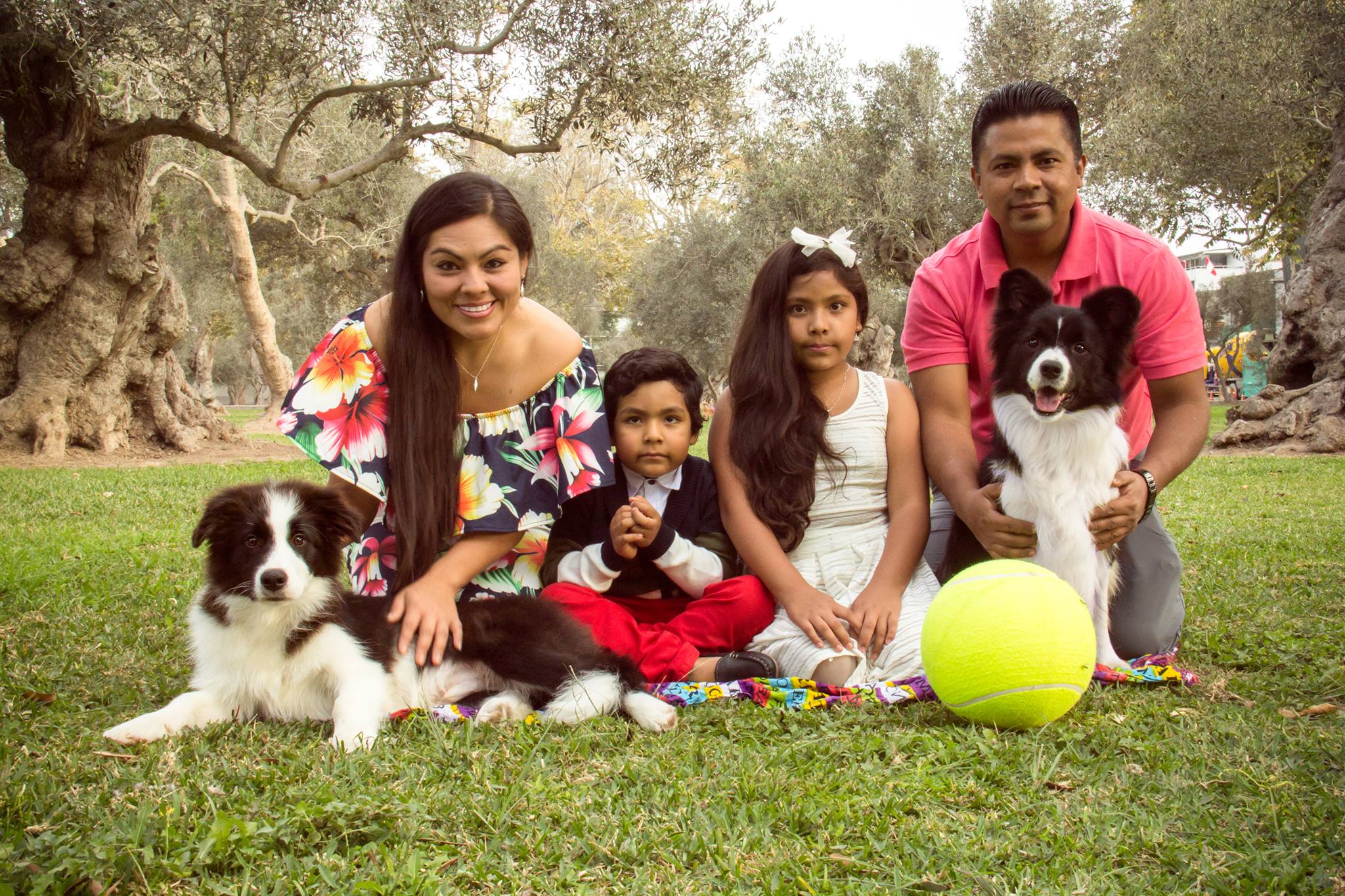 familia-border-collie-peru